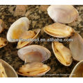 hard shell clam